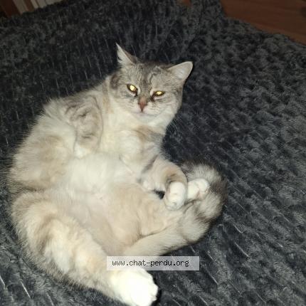 Foto 1/1 Hermione Chat perdido en Aulnat