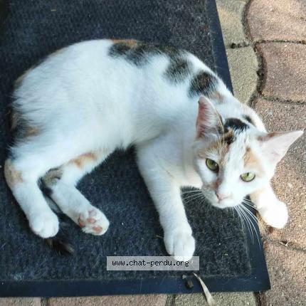 Foto 1/1 Pimprenelle Chat perdido en Ambares