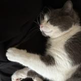 Foto del gato perdido en Montauban