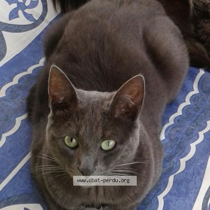 Foto 1/1 Silver Chat perdido en Saint molf