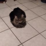 Foto del gato perdido en Les Martres De Veyre