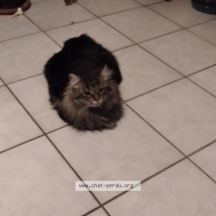 Foto 1/1 Gato encontrado Perdido en Les martres de veyre