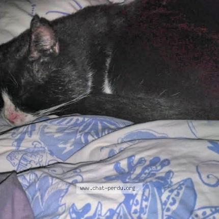 Foto 1/1 Léon Chat perdido en Aubagne