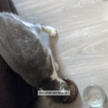 Foto 1/1 Gato encontrado Encontrado en La chapelle etbree