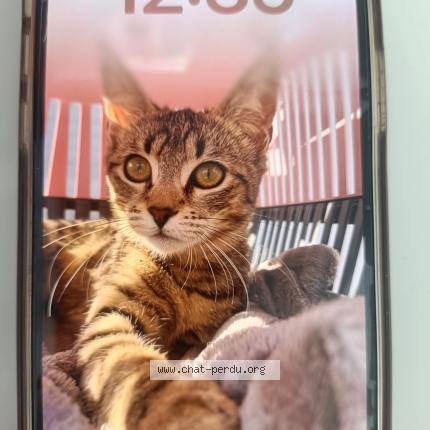 Foto 1/1 Stella Chat perdido en Toulouse