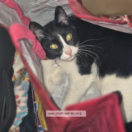 Foto 1/1 Viny Chat perdido en Coursan