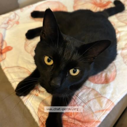 Foto 1/1 Ramses Chat perdido en Vaumoise