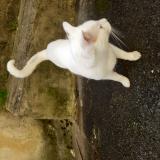 Foto del gato perdido en Montignac