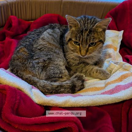 Foto 1/1 Gato encontrado Encontrado en Gaillac