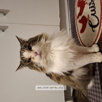 Foto 1/1 Némo Chat perdido en Epehy