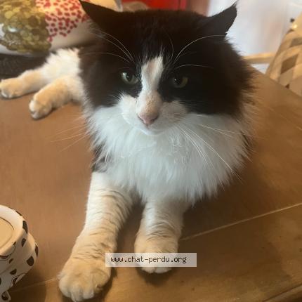 Foto 1/1 Mon bibi Chat perdido en La talaudiere