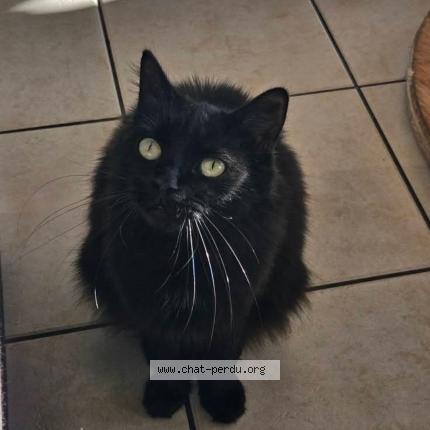 Foto 1/1 Onyx Chat perdido en Blainville sur l eau