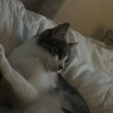 Foto del gato perdido en Limay