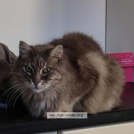 Foto 1/1 Cash Chat perdido en Narbonne