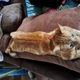 Foto del gato perdido en Camiers