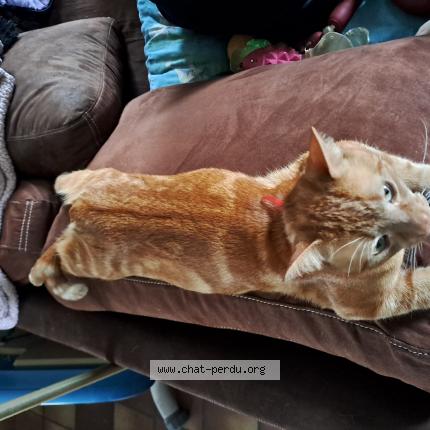Foto 1/1 Tigrou Chat perdido en Camiers