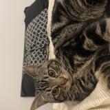 Foto del gato perdido en Chemille