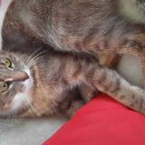 Foto del gato perdido en Saint Symphorien