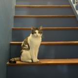 Foto del gato perdido en Joue Les Tours