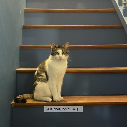 Foto 1/1 Outhred Chat perdido en Joue les tours