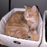 Foto del gato perdido en Monchecourt