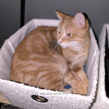 Foto 1/1 Simba Chat perdido en Monchecourt