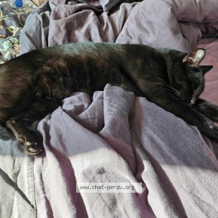 Foto 1/1 Marie-Amelie Aparicio Chat perdido en Campagne sur aude