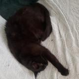 Foto del gato perdido en Auxerre