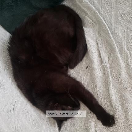 Foto 1/1 Batman Chat perdido en Auxerre