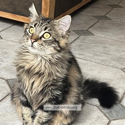 Foto 1/1 ETHAN Chat perdido en Montbeliard