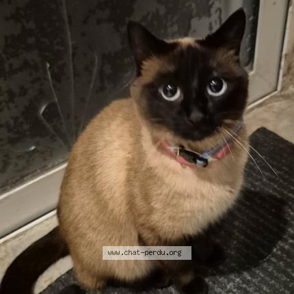 Foto 1/1 Chanel Chat perdido en 13390 auriol