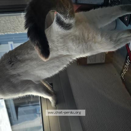 Foto 1/1 Gato encontrado Encontrado en Saint laurent blangy