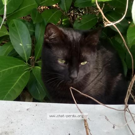 Foto 1/1 Gato encontrado Encontrado en Carcans
