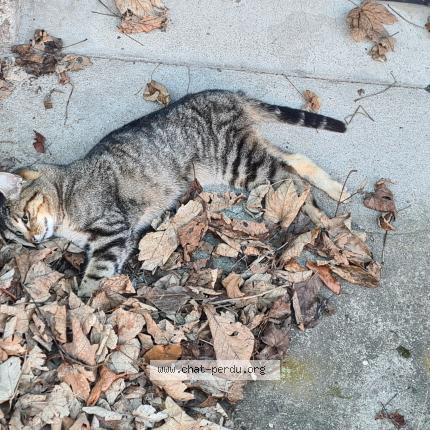 Foto 1/1 Gato encontrado Encontrado en Planfoy