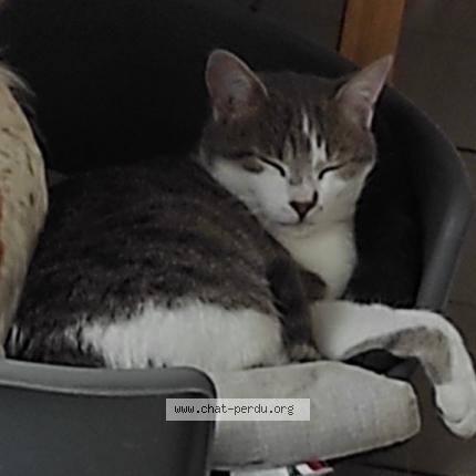 Foto 1/1 Nouchka Chat perdido en St evroult notre dame du bois