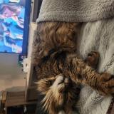 Foto del gato perdido en Neuvy Pailloux