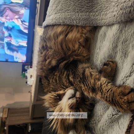 Foto 1/1 Tay Chat perdido en Neuvy pailloux