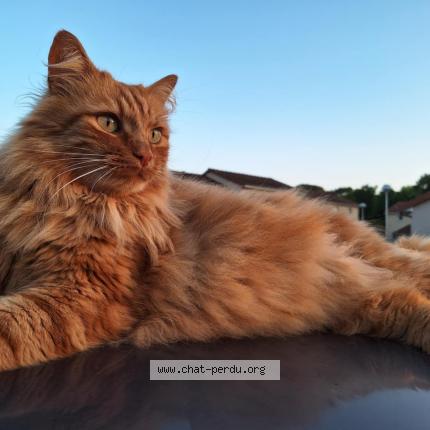 Foto 1/1 Oggy Chat perdido en Condat sur vienne