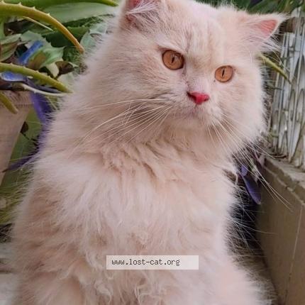 Foto 1/1 bunny Chat perdido en Karachi