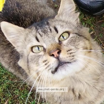 Foto 1/1 TITOU Chat perdido en Angles