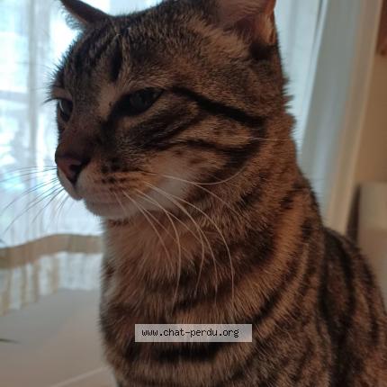 Foto 1/1 biscotte Chat perdido en Cagnes sur mer