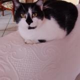 Foto del gato perdido en Senozan