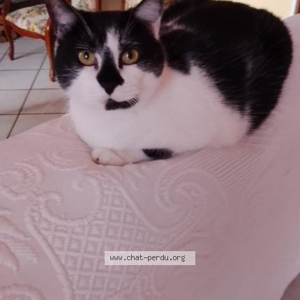 Foto 1/1 Mélissandre Chat perdido en Senozan