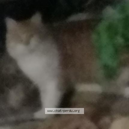 Foto 1/1 Simba Chat perdido en Le luc