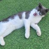 Foto del gato perdido en Vallauris