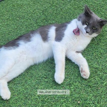 Foto 1/1 Felix Chat perdido en Vallauris