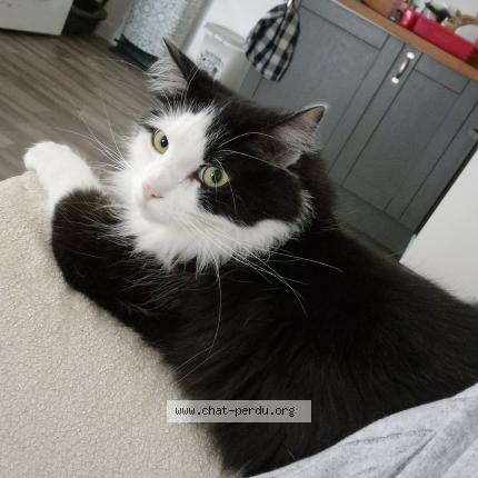 Foto 2/2 Simba Chat perdido en Saint chinian