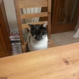 Foto del gato perdido en Sciez