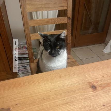 Foto 1/1 Monn Chat perdido en Sciez