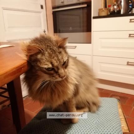 Foto 1/1 Gato encontrado Encontrado en Montfort sur meu